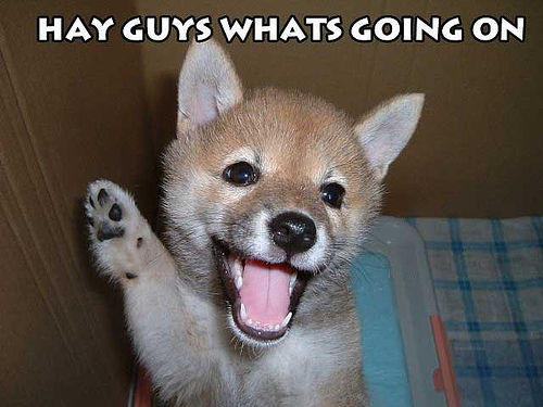 [Image: HayGuysDog.jpg]
